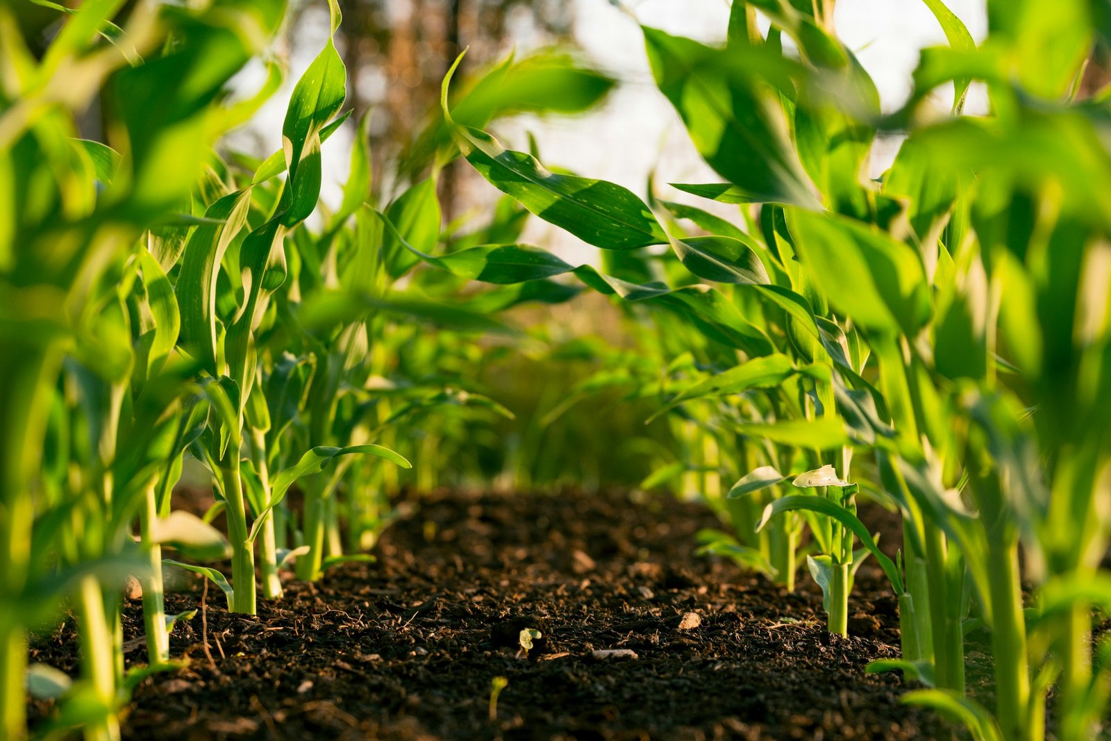 Fresh young crop seedlings